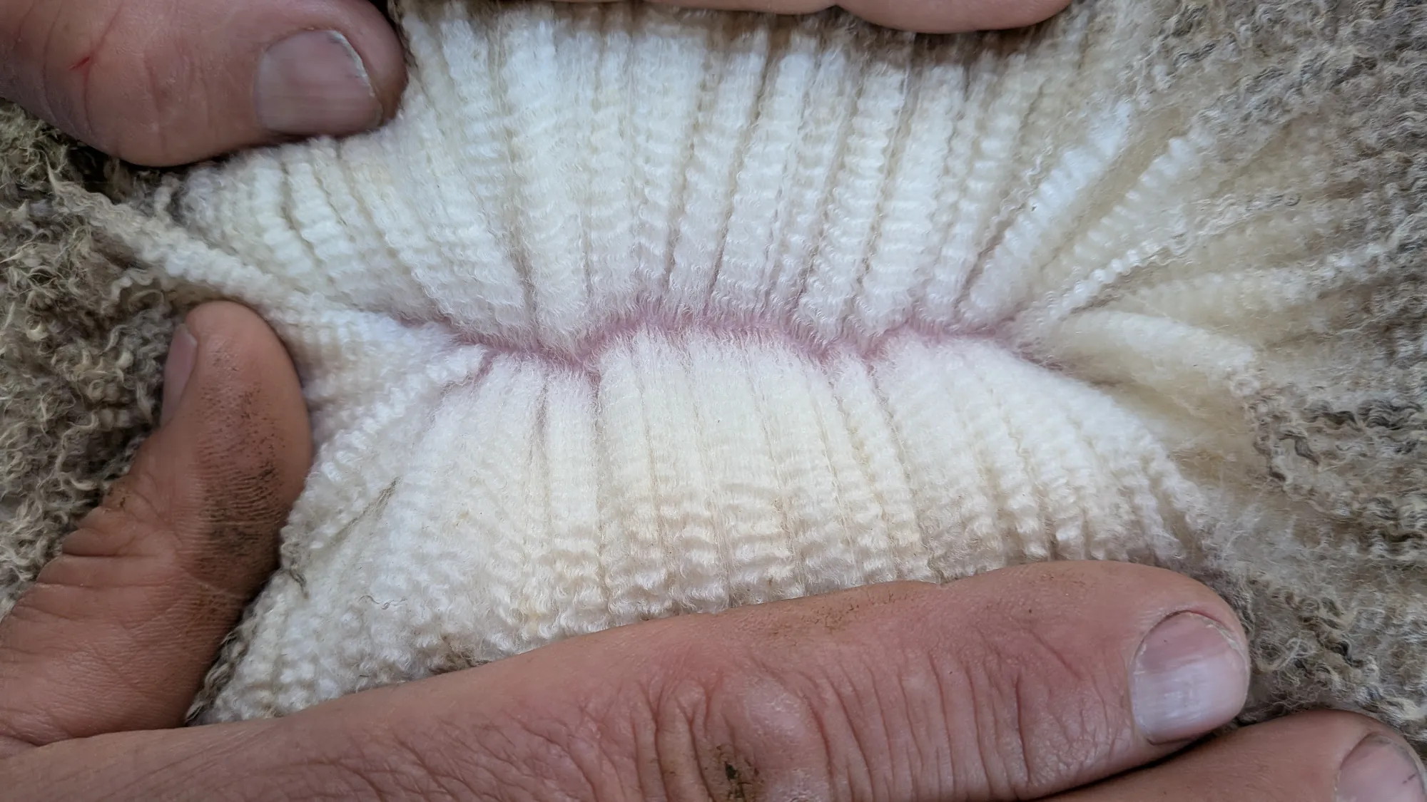 Mumblebone Lot 275, 2026 Ram Sale Merino ram