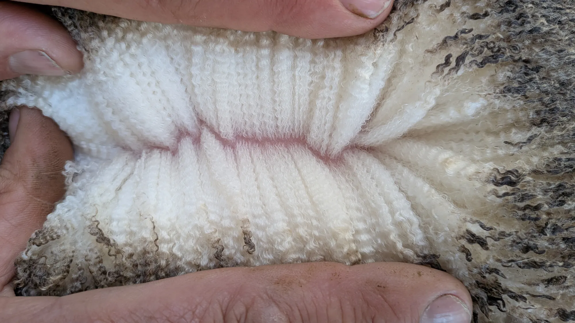 Mumblebone Lot 239, 2026 Ram Sale Merino ram