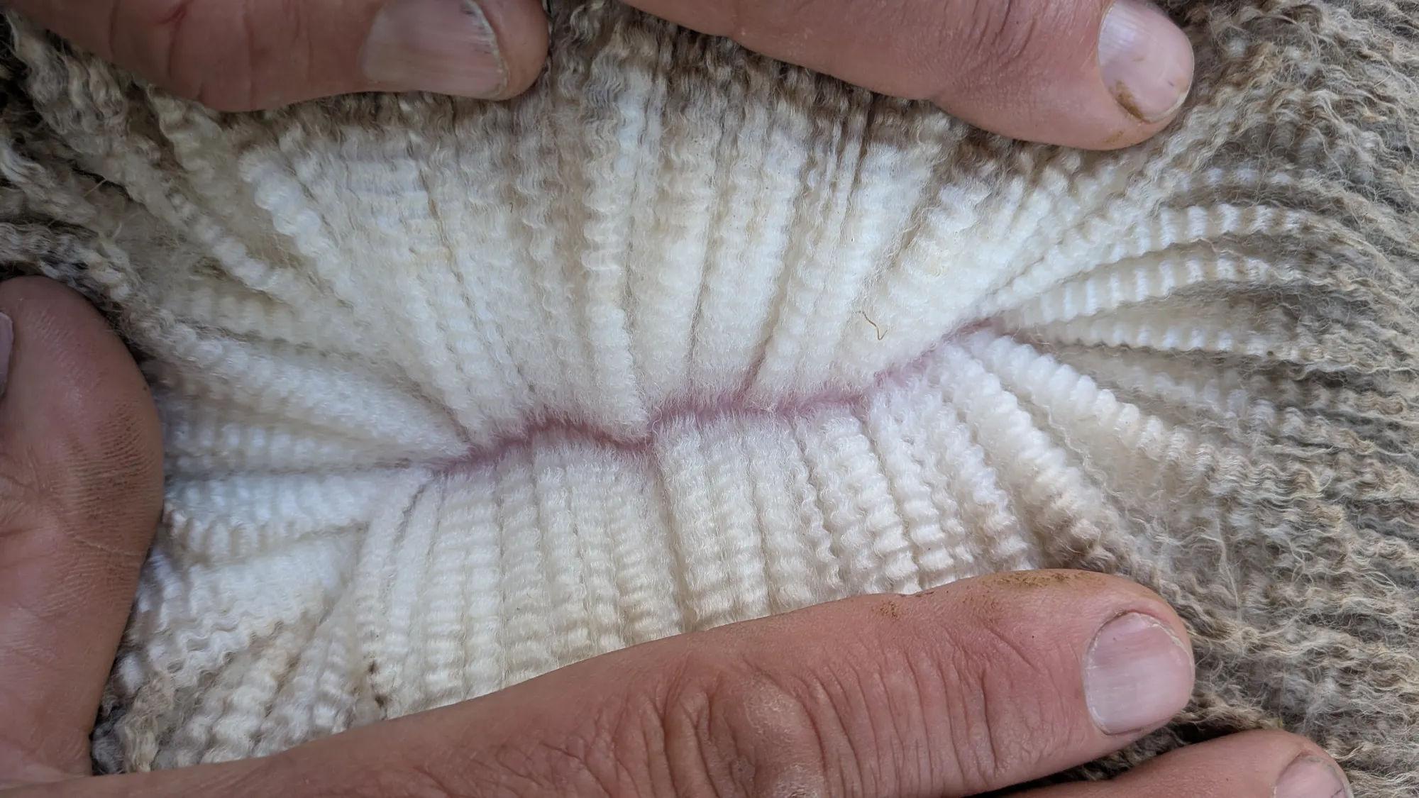 Mumblebone Lot 118, 2026 Ram Sale Merino ram