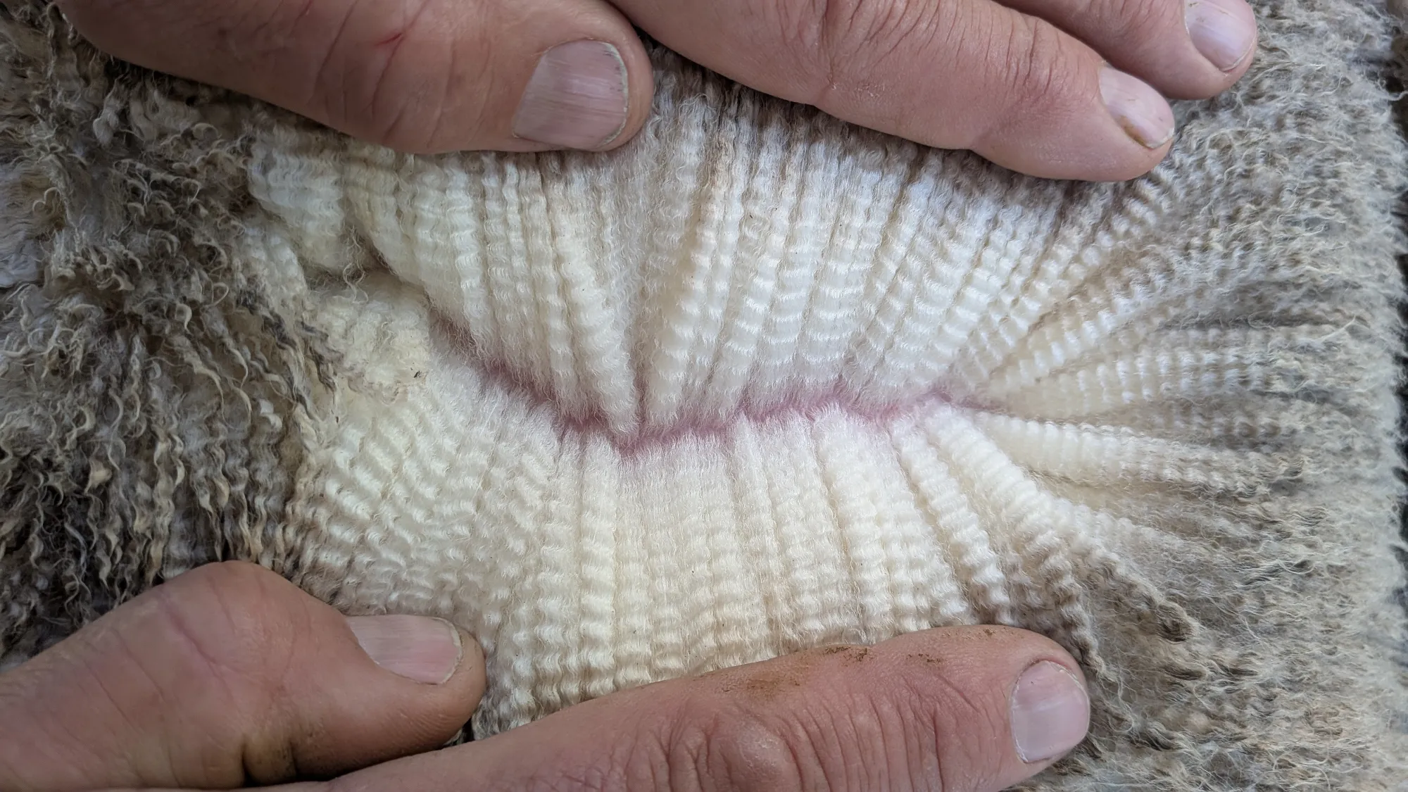 Mumblebone Lot 247, 2026 Ram Sale Merino ram