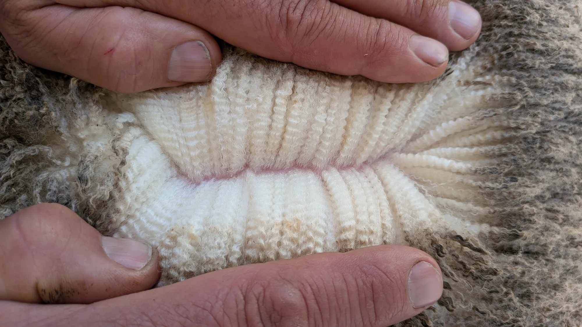 Mumblebone Lot 14, 2026 Ram Sale Merino ram