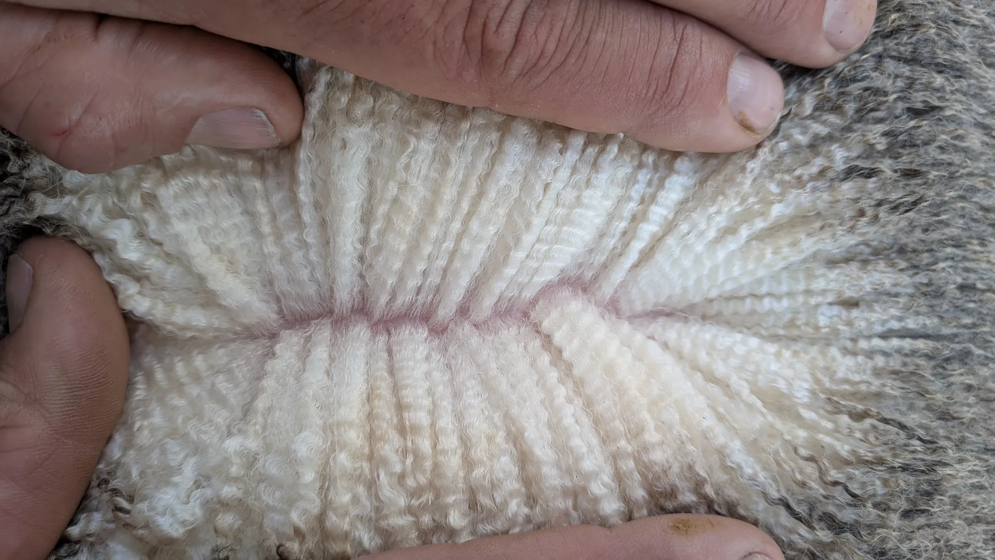 Mumblebone Lot 185, 2026 Ram Sale Merino ram