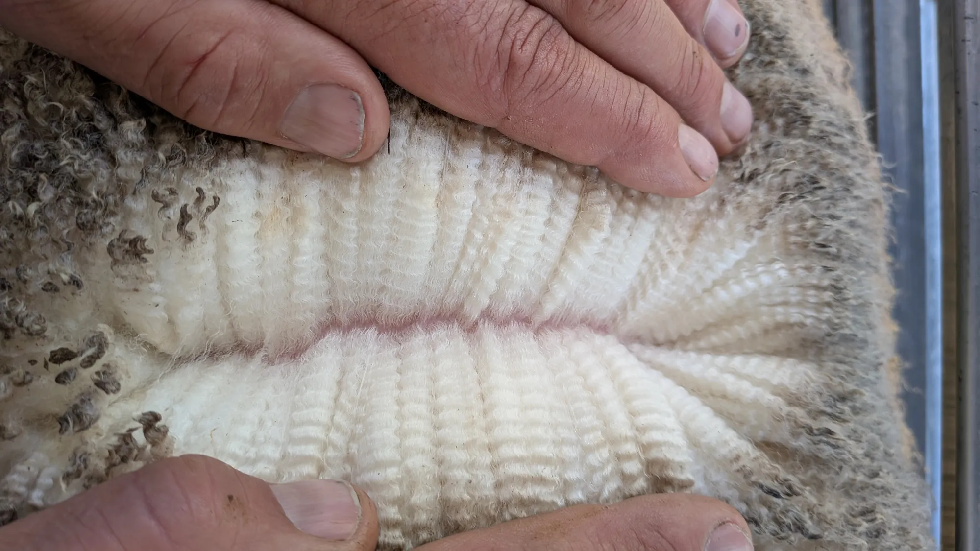 Mumblebone Lot 7, 2026 Ram Sale Merino ram
