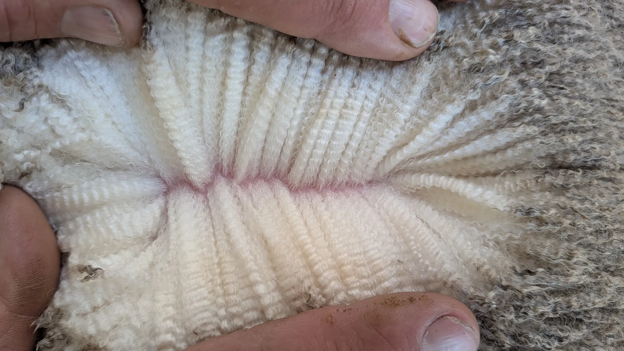 Mumblebone Lot 195, 2026 Ram Sale Merino ram