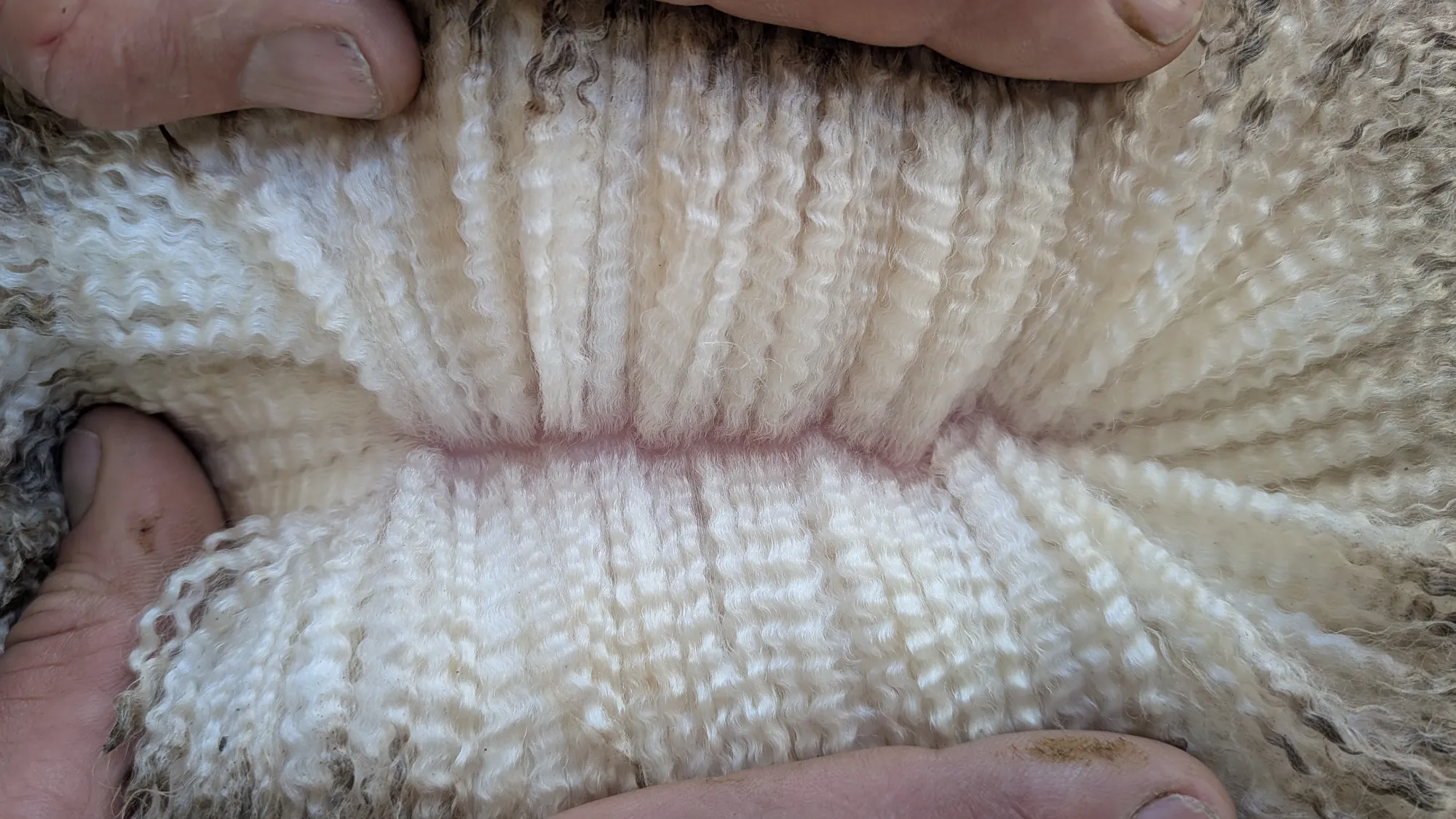Mumblebone Lot 142, 2026 Ram Sale Merino ram