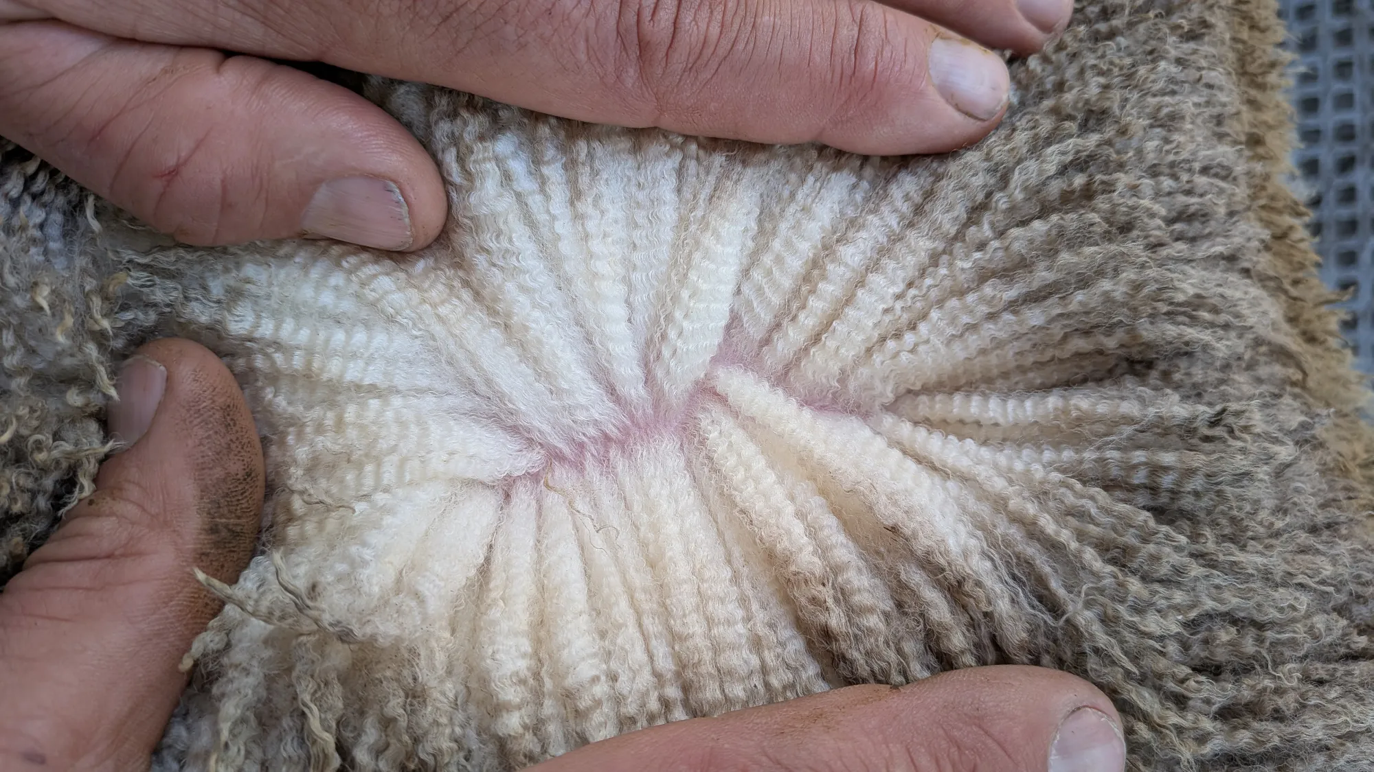 Mumblebone Lot 310, 2026 Ram Sale Merino ram