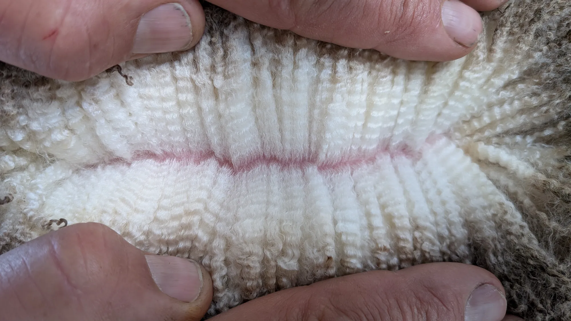 Mumblebone Lot 82, 2026 Ram Sale Merino ram