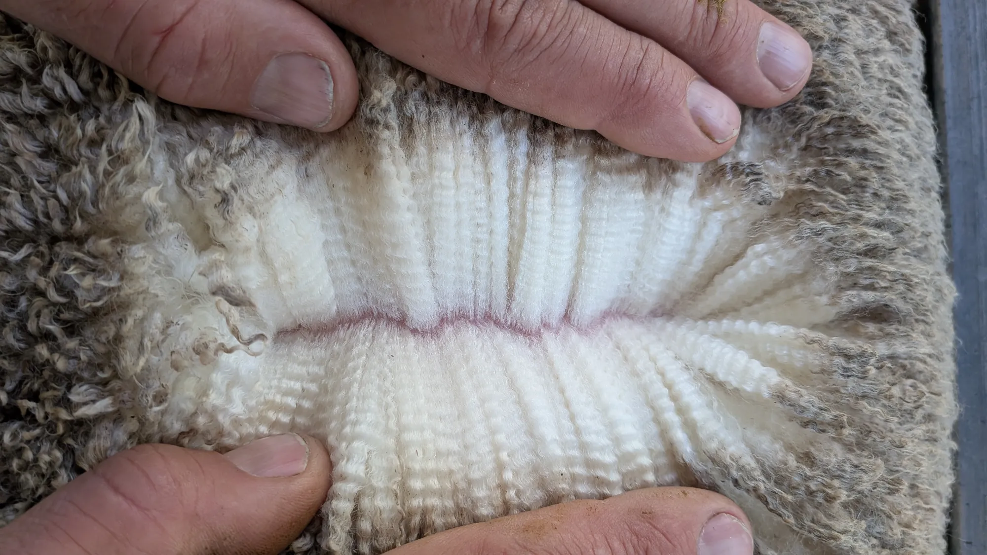 Mumblebone Lot 286, 2026 Ram Sale Merino ram