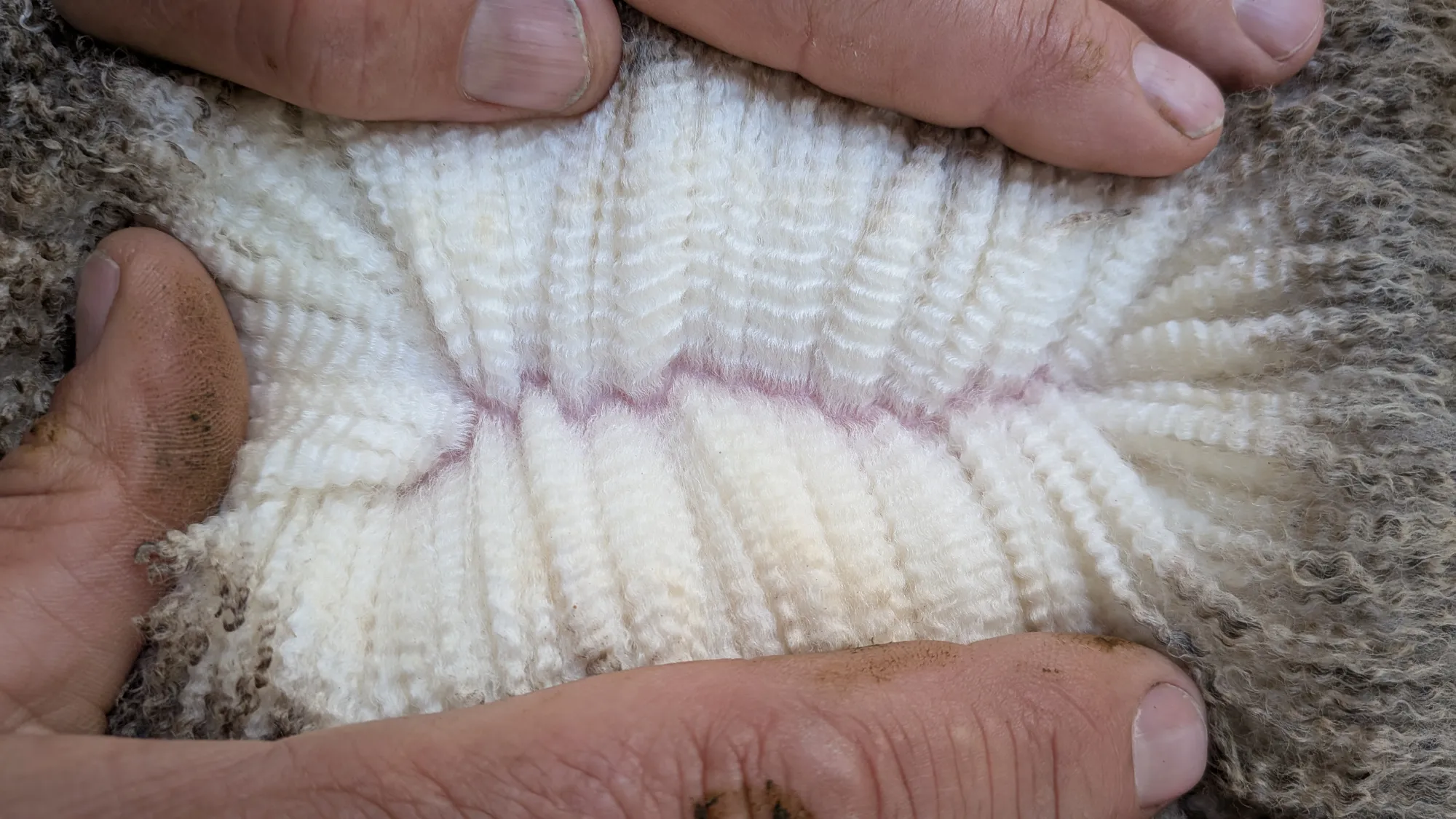 Mumblebone Lot 252, 2026 Ram Sale Merino ram
