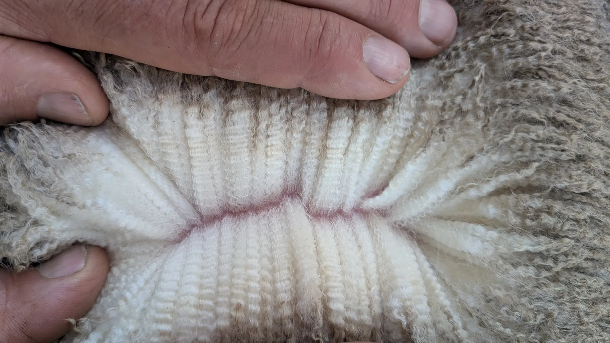 Mumblebone Lot 177, 2026 Ram Sale Merino ram