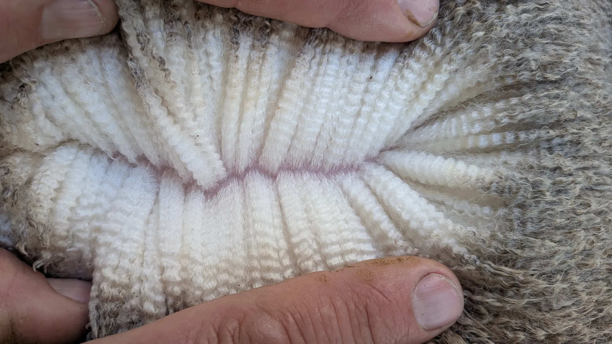 Mumblebone Lot 178, 2026 Ram Sale Merino ram