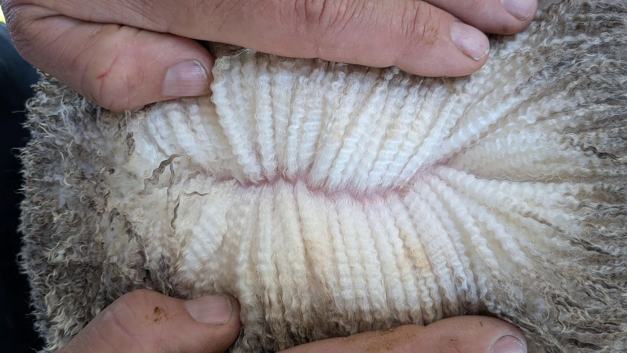 Mumblebone Lot 281, 2026 Ram Sale Merino ram
