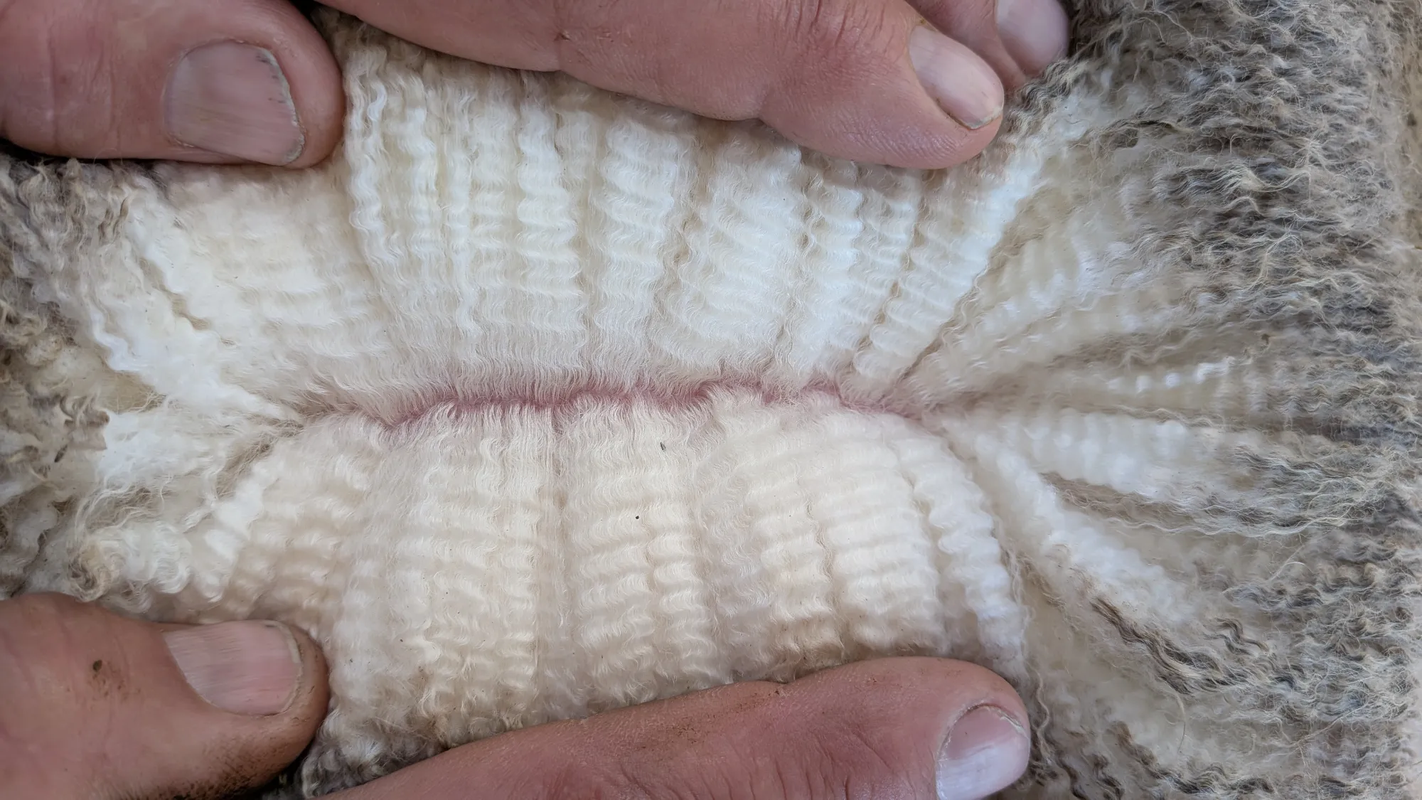 Mumblebone Lot 21, 2026 Ram Sale Merino ram