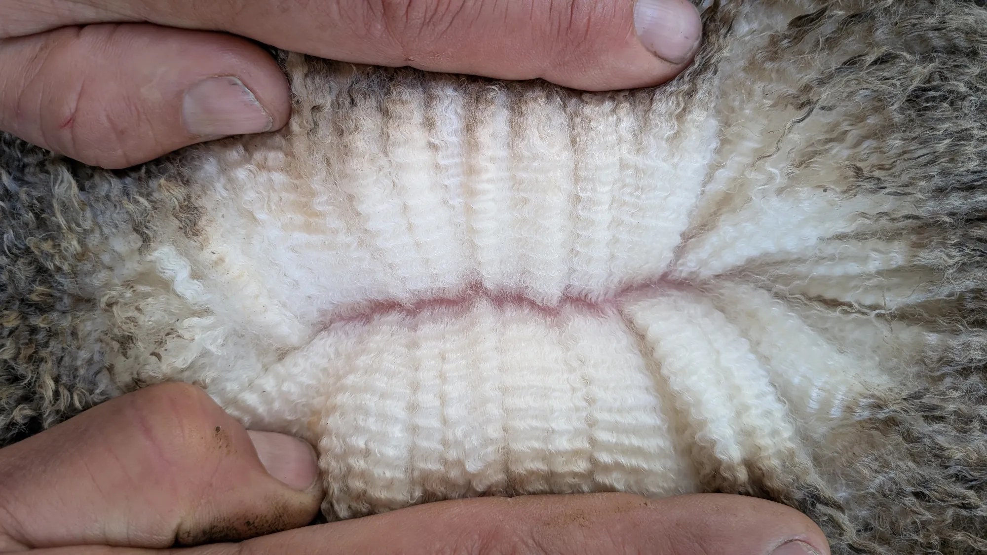 Mumblebone Lot 26, 2026 Ram Sale Merino ram
