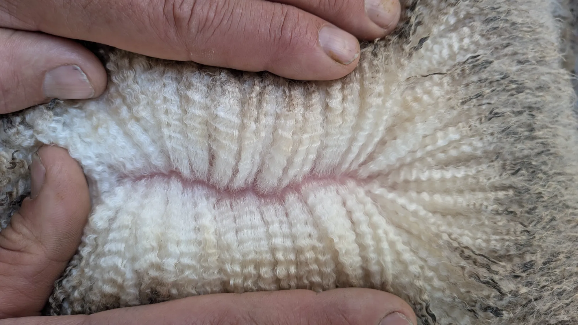 Mumblebone Lot 120, 2026 Ram Sale Merino ram