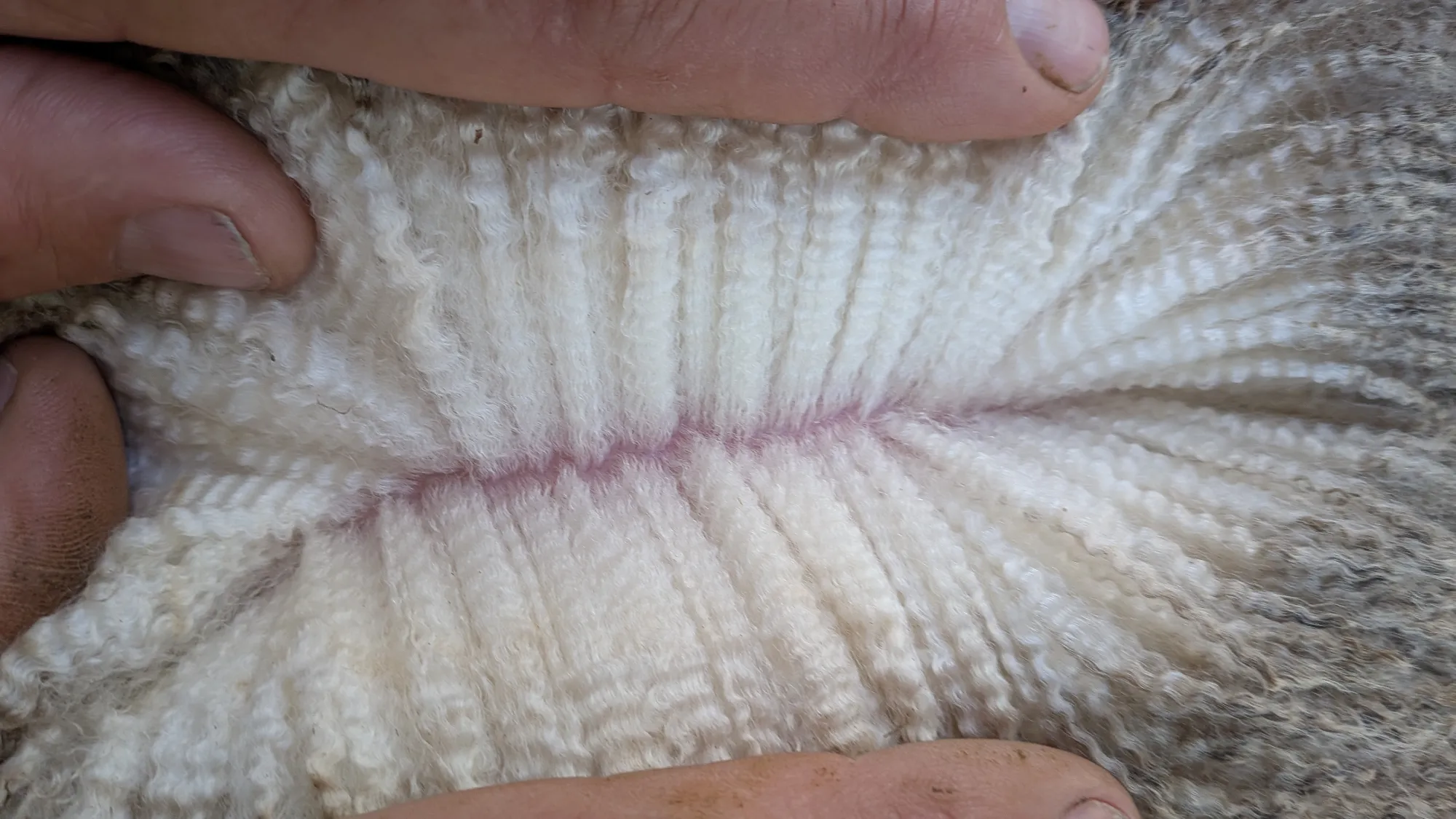 Mumblebone Lot 225, 2026 Ram Sale Merino ram