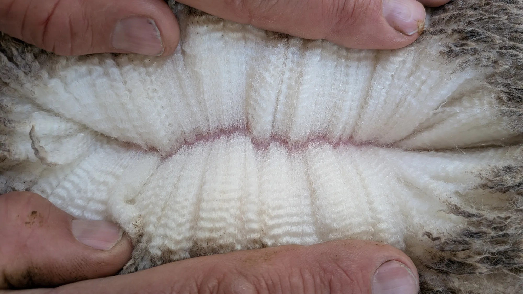 Mumblebone Lot 249, 2026 Ram Sale Merino ram