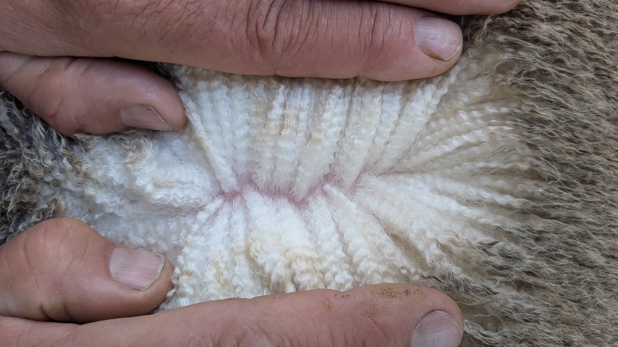 Mumblebone Lot 155, 2026 Ram Sale Merino ram
