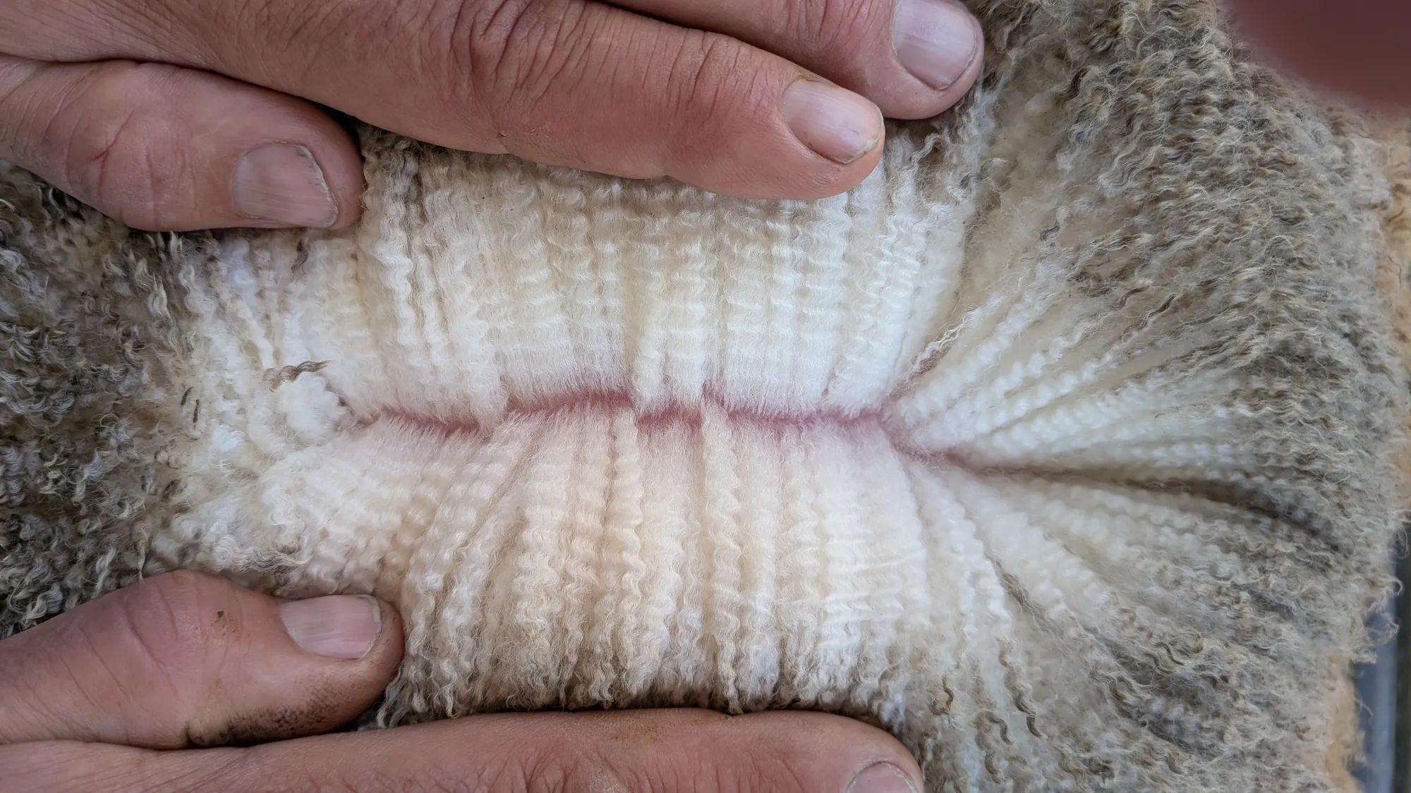 Mumblebone Lot 43, 2026 Ram Sale Merino ram