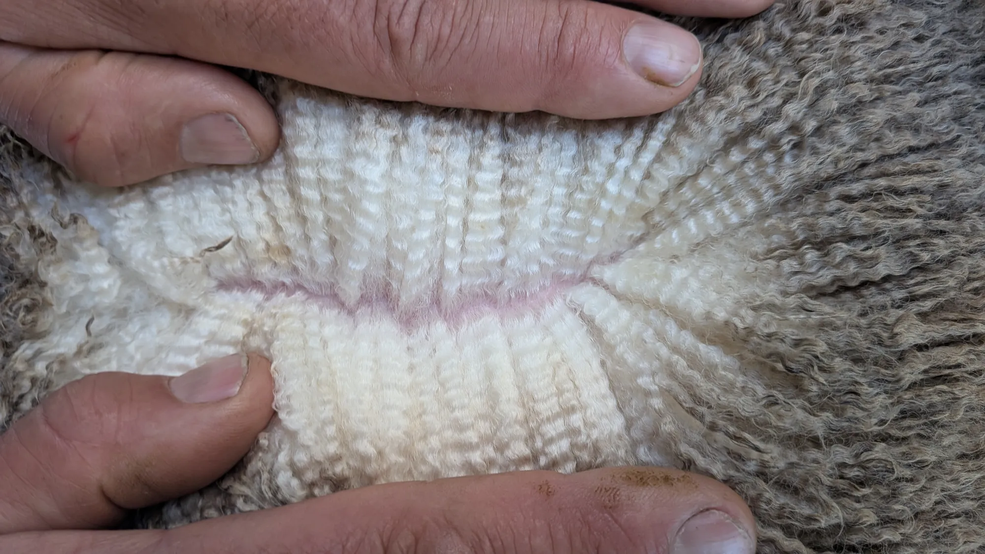 Mumblebone Lot 144, 2026 Ram Sale Merino ram