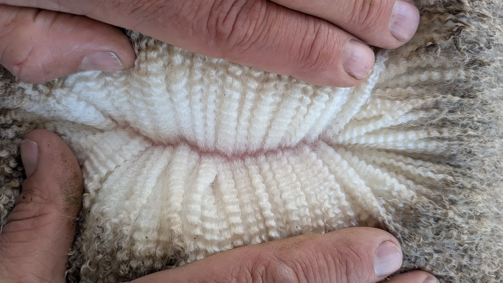 Mumblebone Lot 283, 2026 Ram Sale Merino ram