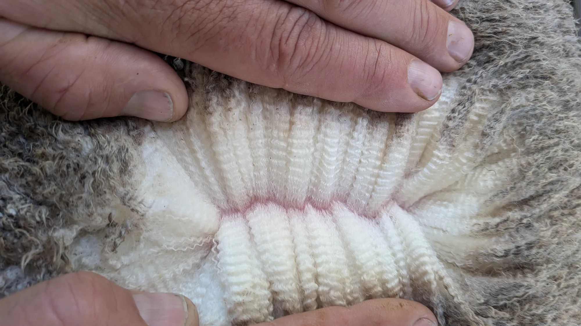 Mumblebone Lot 333, 2026 Ram Sale Merino ram