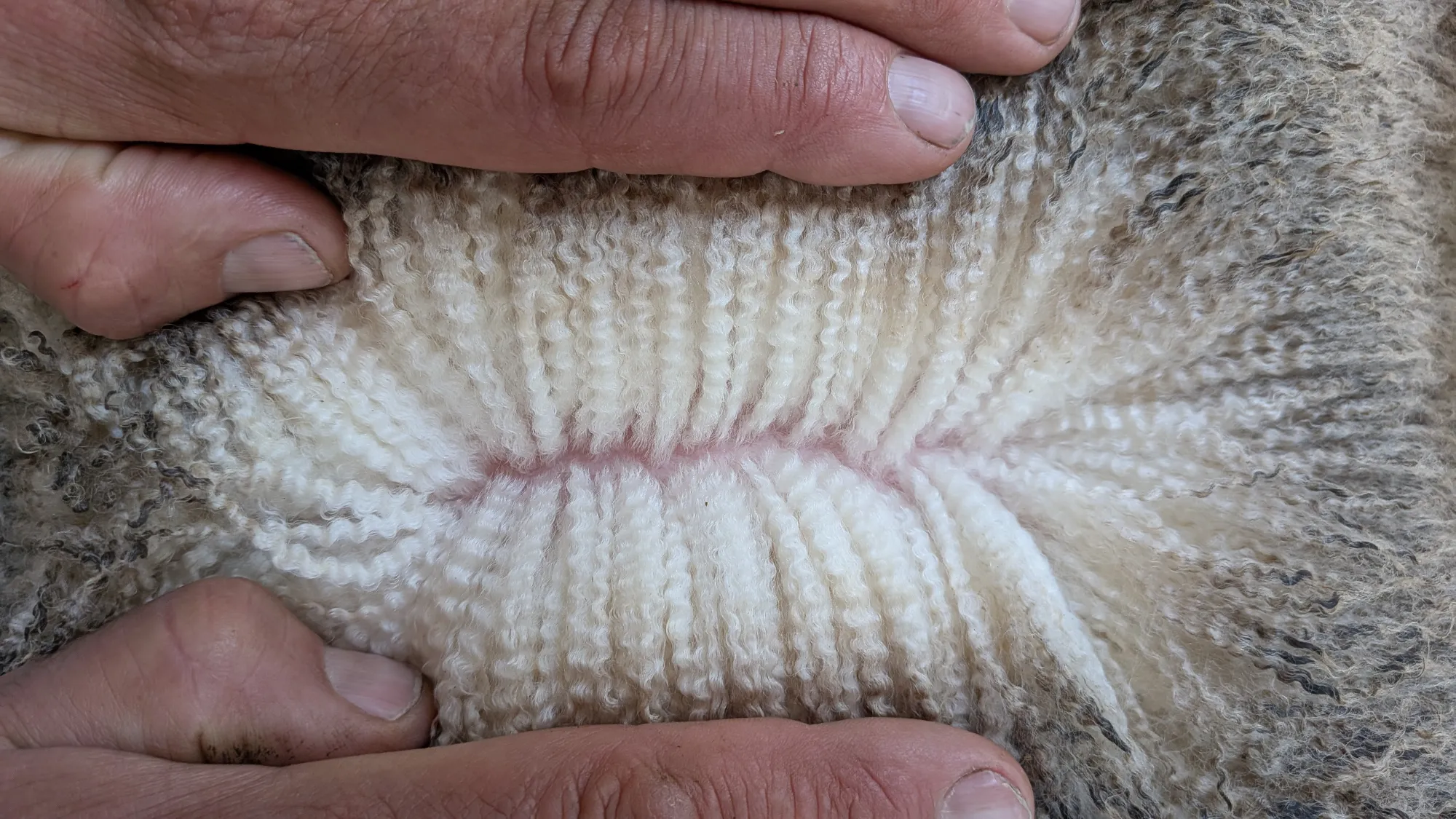 Mumblebone Lot 15, 2026 Ram Sale Merino ram