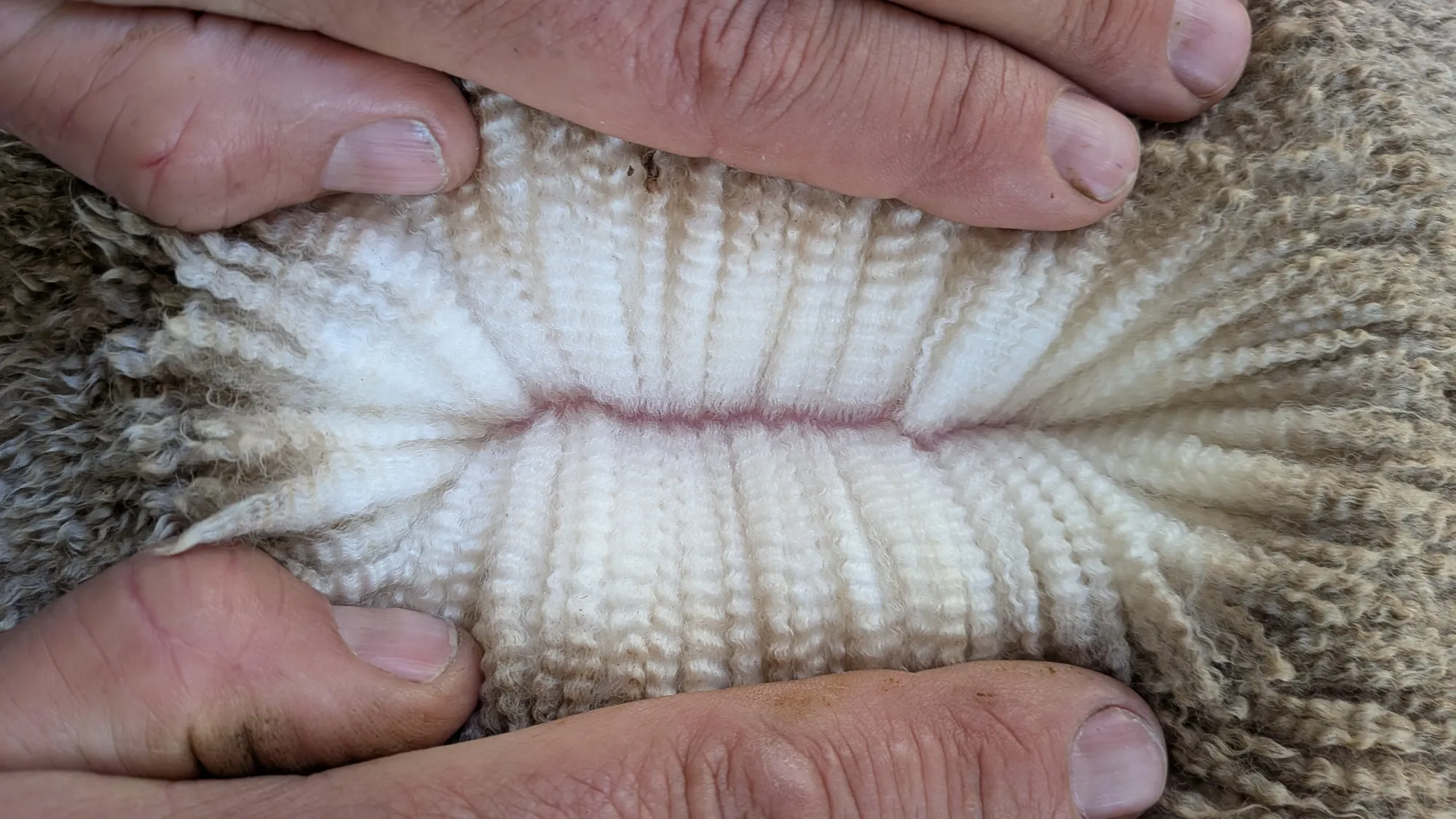 Mumblebone Lot 263, 2026 Ram Sale Merino ram