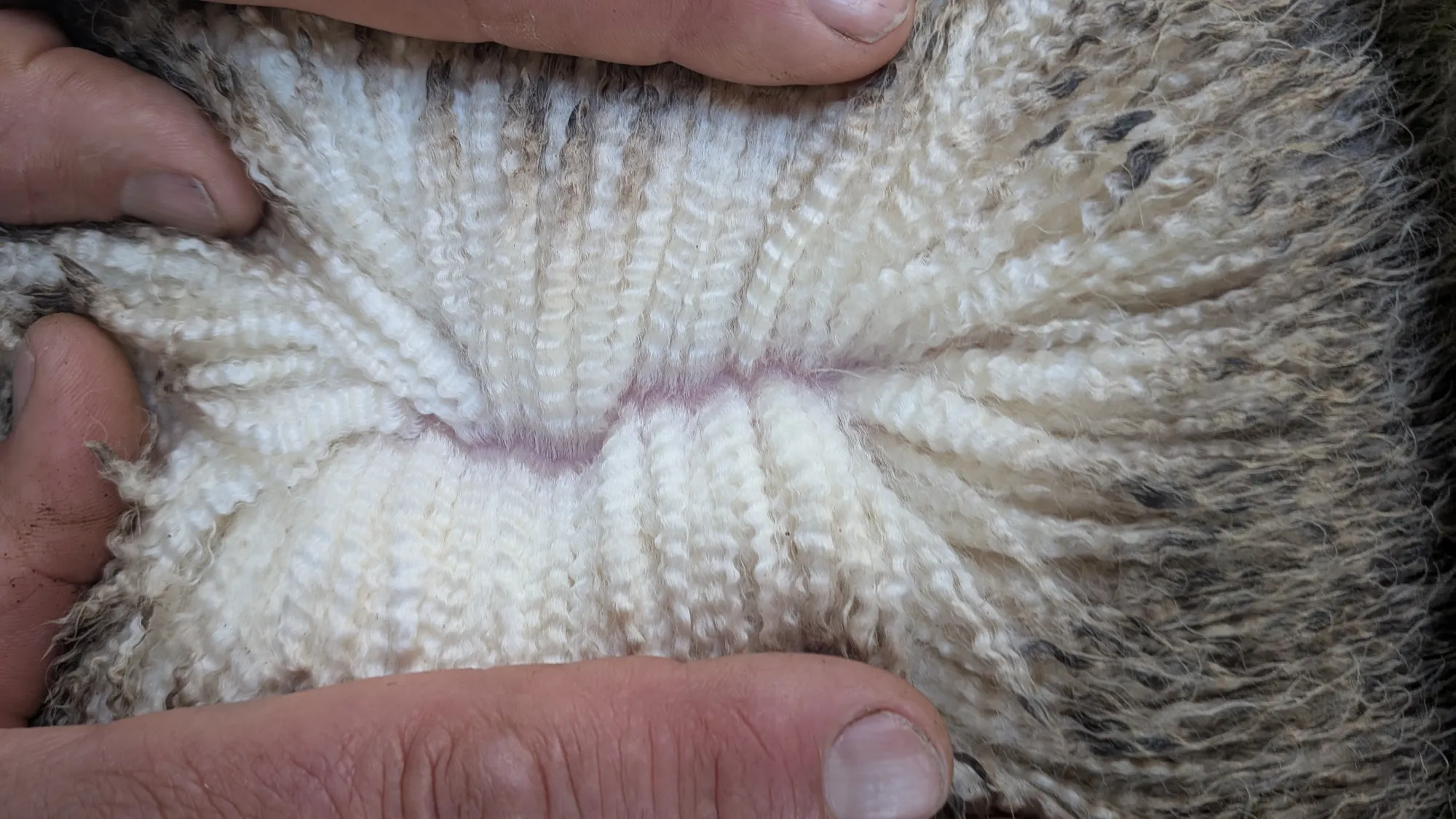Mumblebone Lot 172, 2026 Ram Sale Merino ram