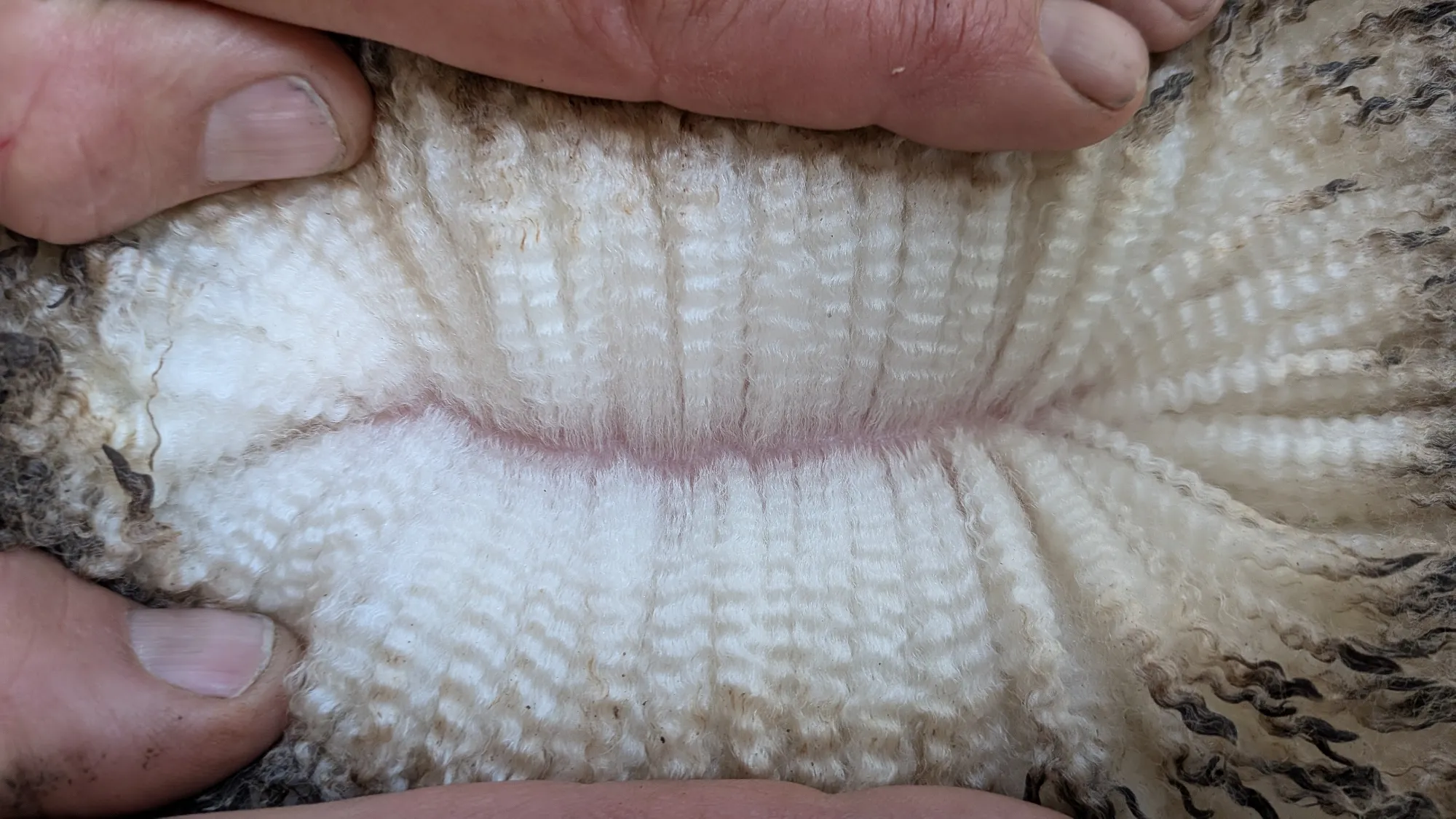 Mumblebone Lot 16, 2026 Ram Sale Merino ram