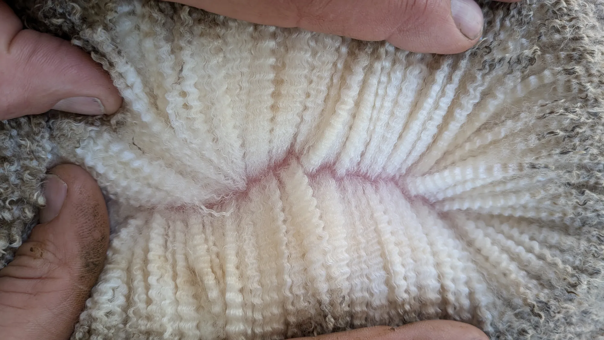 Mumblebone Lot 293, 2026 Ram Sale Merino ram