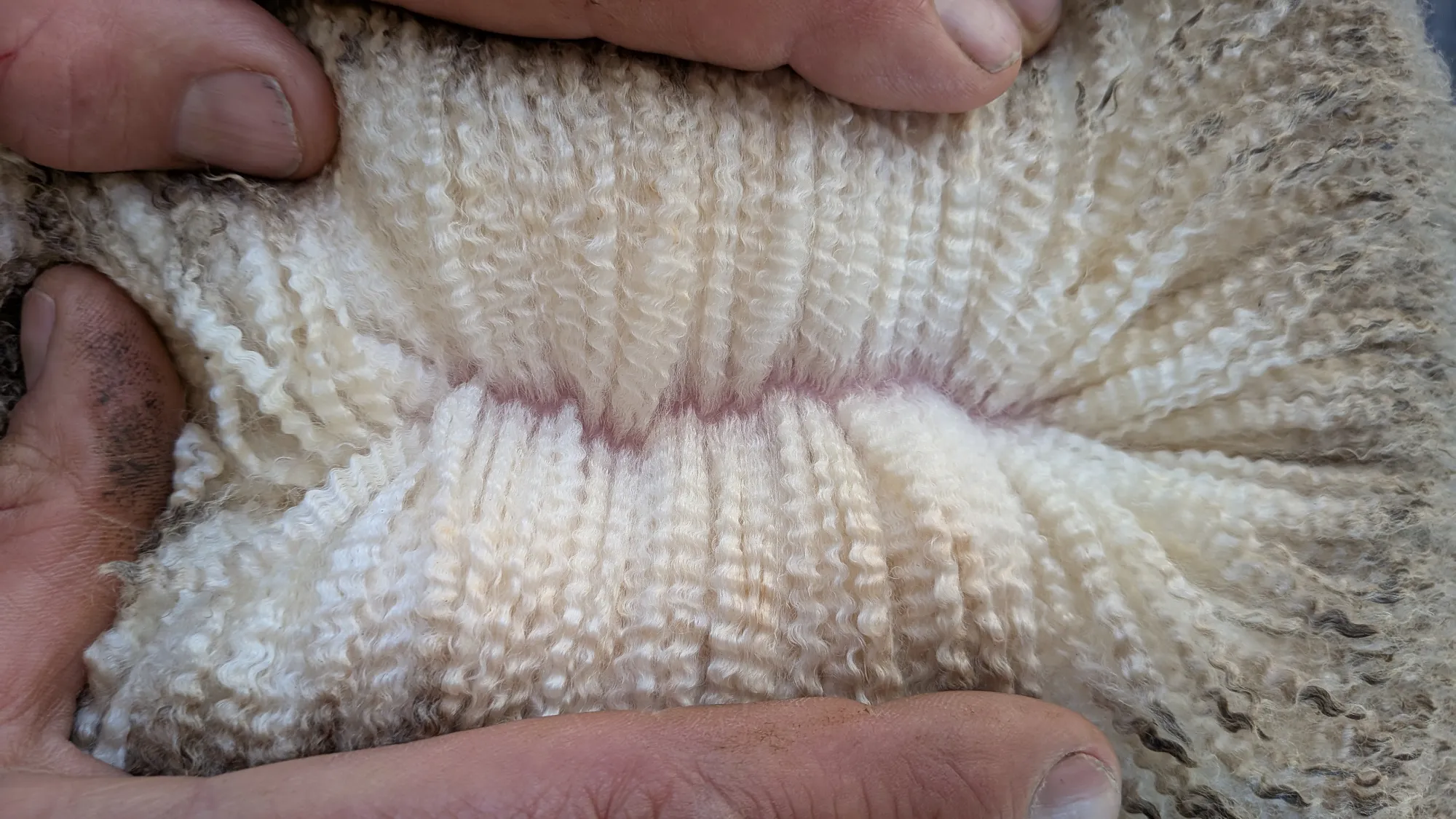 Mumblebone Lot 73, 2026 Ram Sale Merino ram
