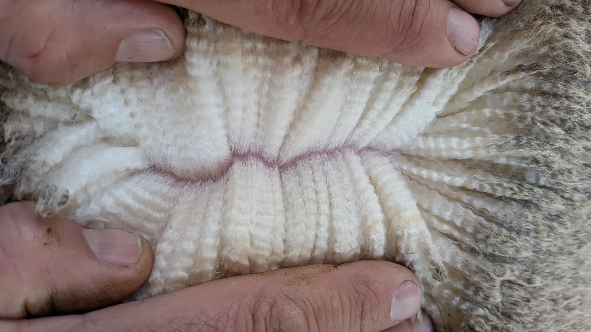 Mumblebone Lot 322, 2026 Ram Sale Merino ram