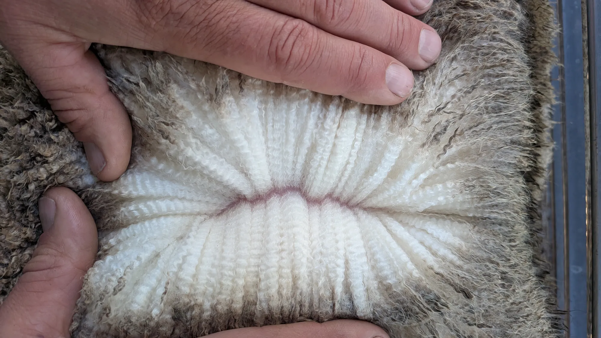 Mumblebone Lot 151, 2026 Ram Sale Merino ram