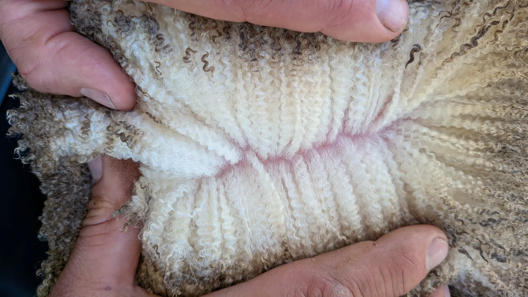 Mumblebone Lot 237, 2026 Ram Sale Merino ram
