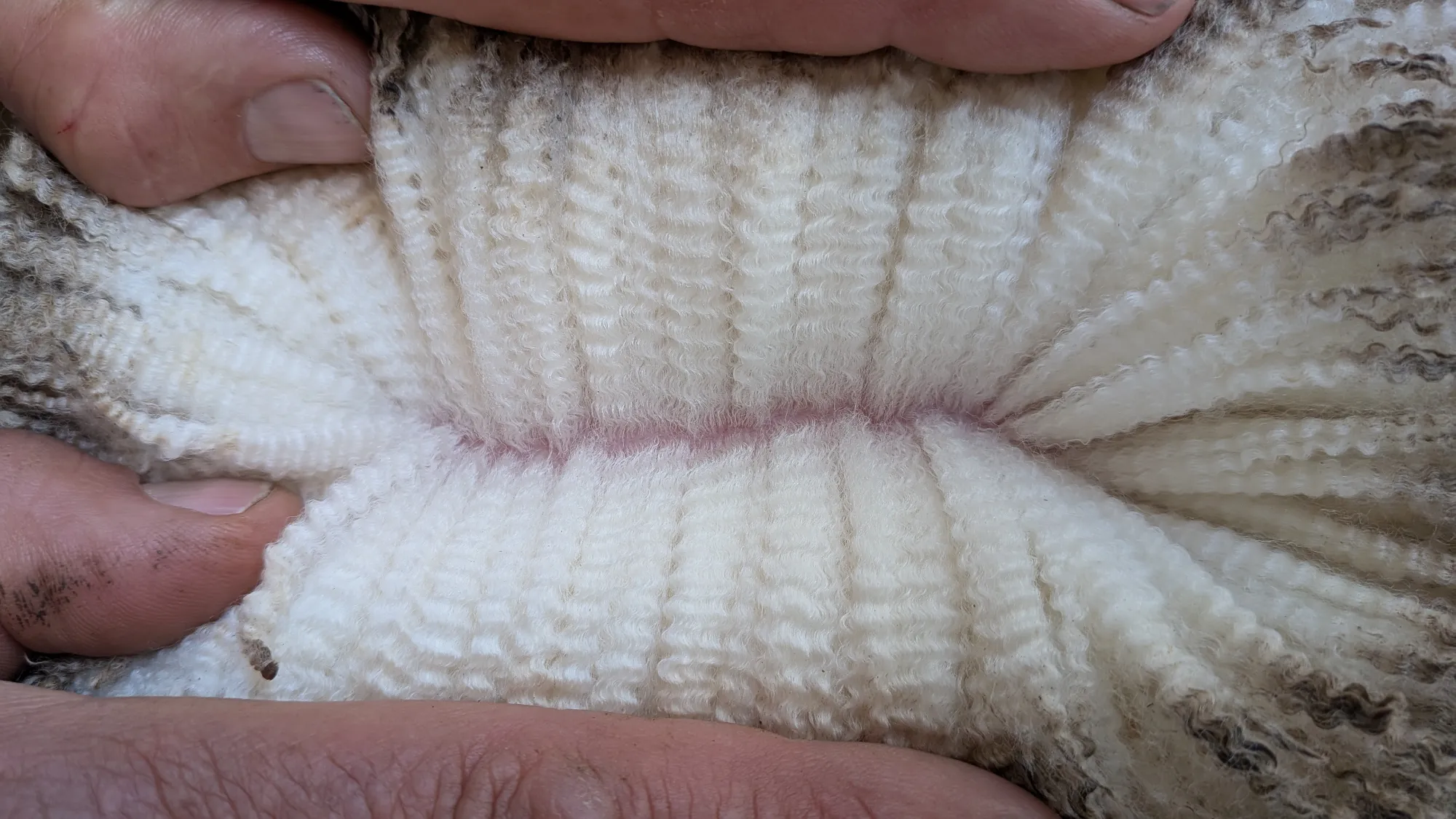 Mumblebone Lot 97, 2026 Ram Sale Merino ram
