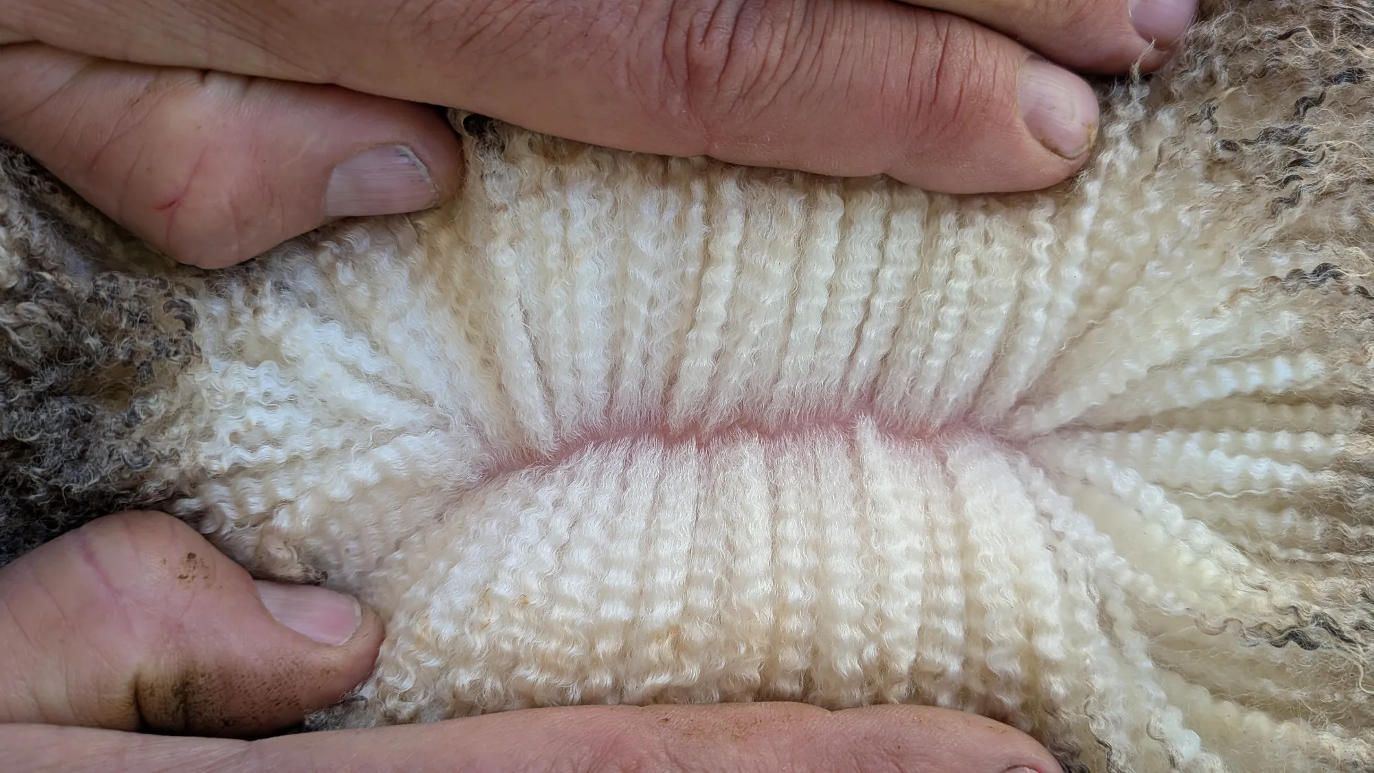 Mumblebone Lot 287, 2026 Ram Sale Merino ram