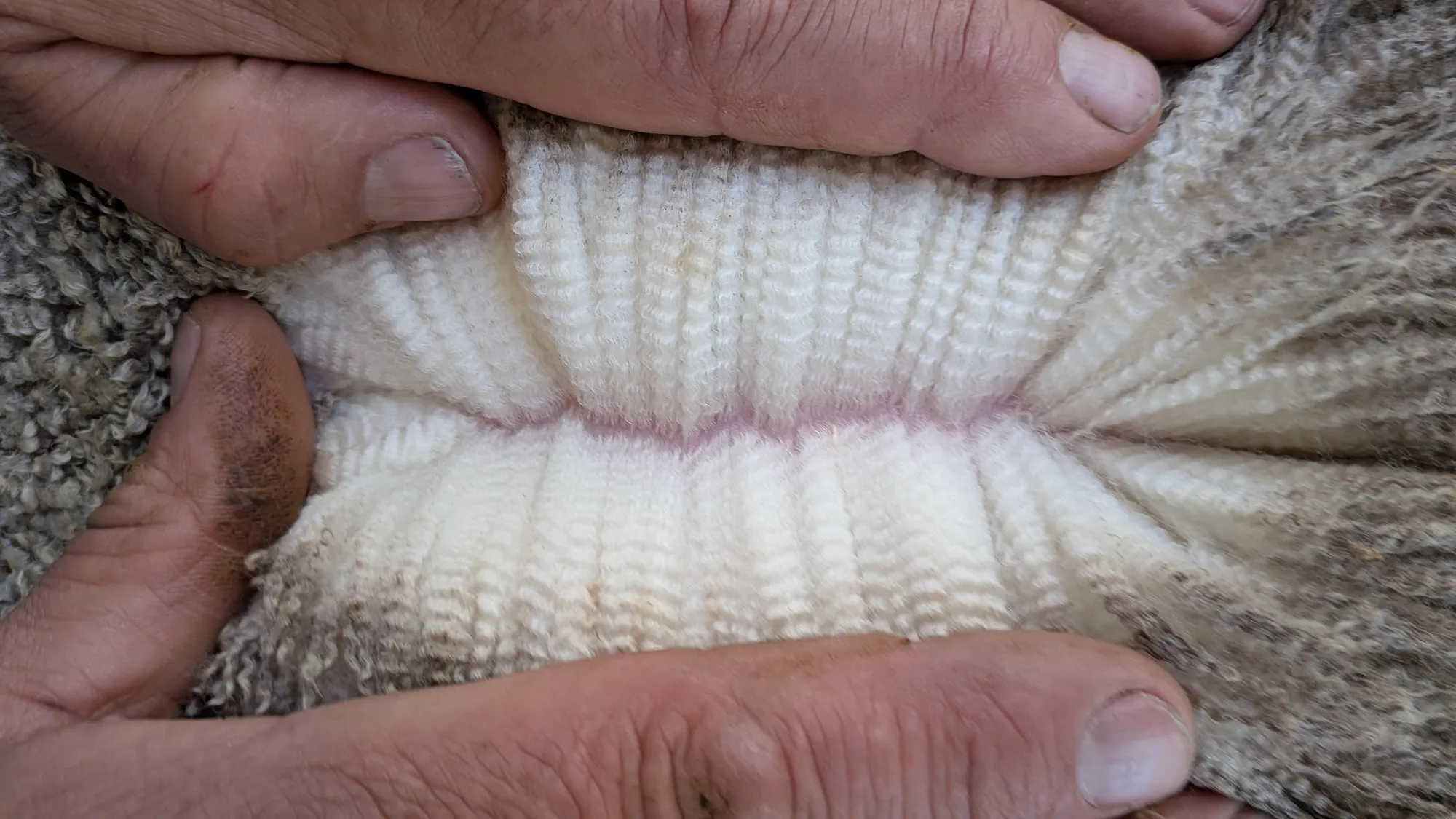 Mumblebone Lot 233, 2026 Ram Sale Merino ram