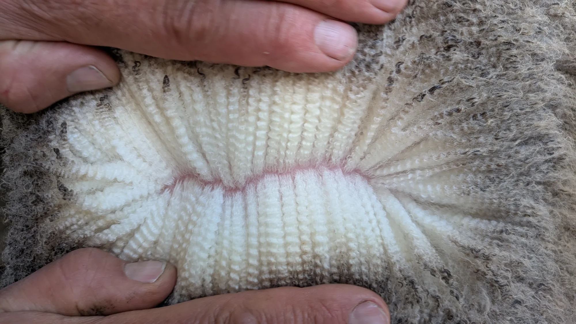 Mumblebone Lot 49, 2026 Ram Sale Merino ram