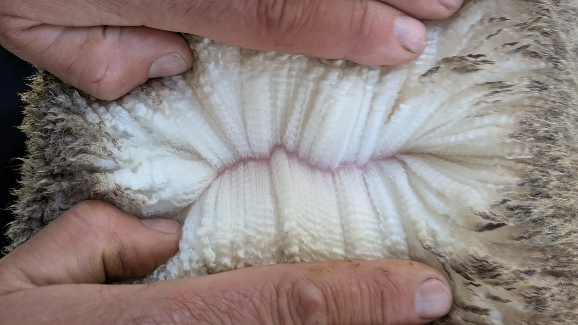 Mumblebone Lot 217, 2026 Ram Sale Merino ram