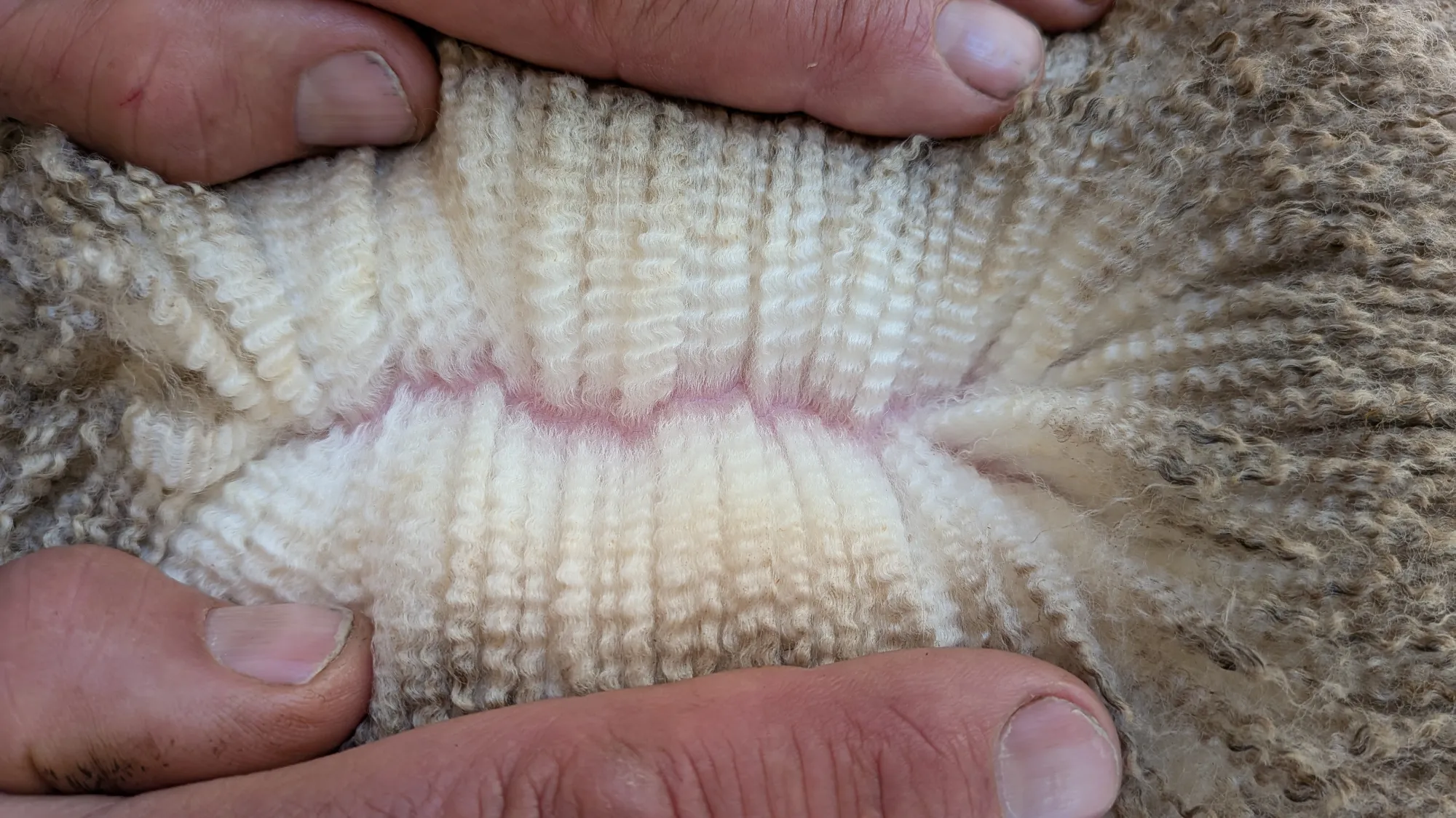 Mumblebone Lot 35, 2026 Ram Sale Merino ram
