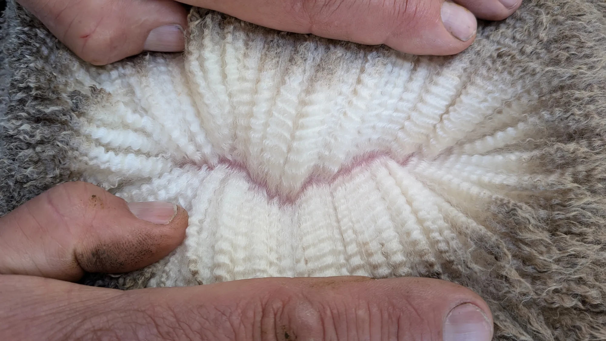 Mumblebone Lot 269, 2026 Ram Sale Merino ram