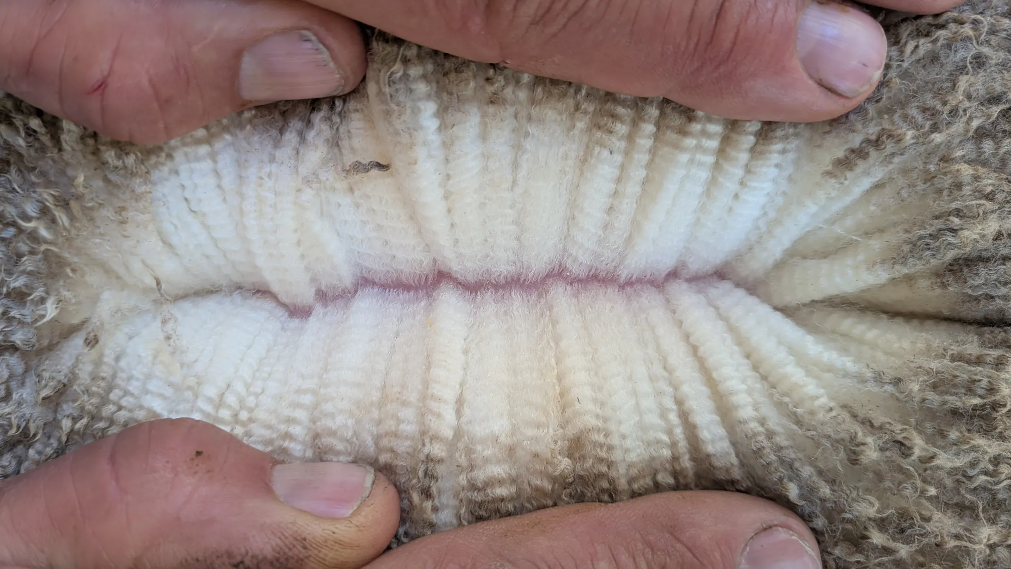 Mumblebone Lot 75, 2026 Ram Sale Merino ram