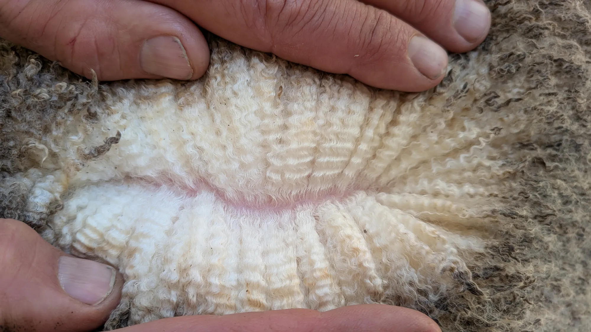 Mumblebone Lot 59, 2026 Ram Sale Merino ram