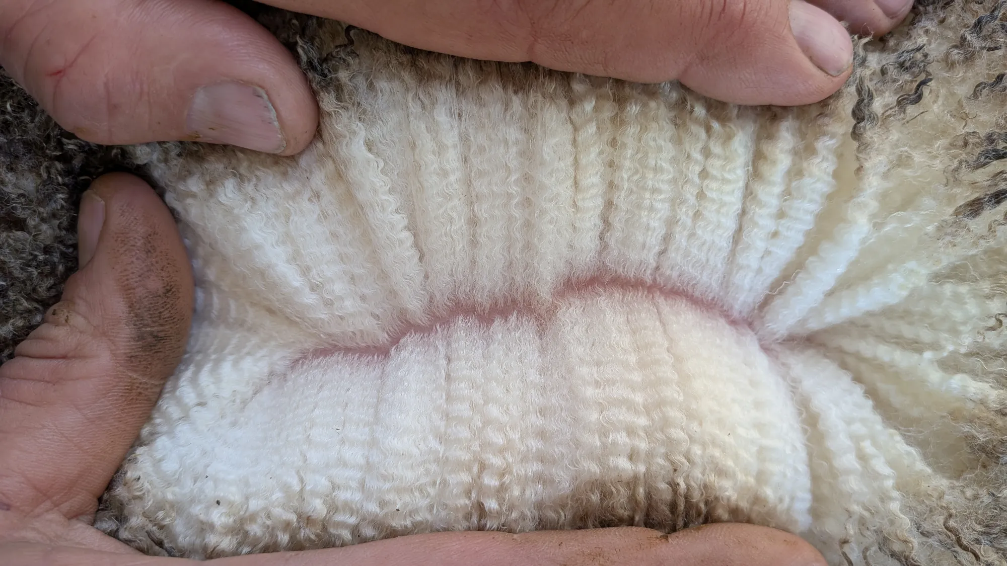 Mumblebone Lot 259, 2026 Ram Sale Merino ram