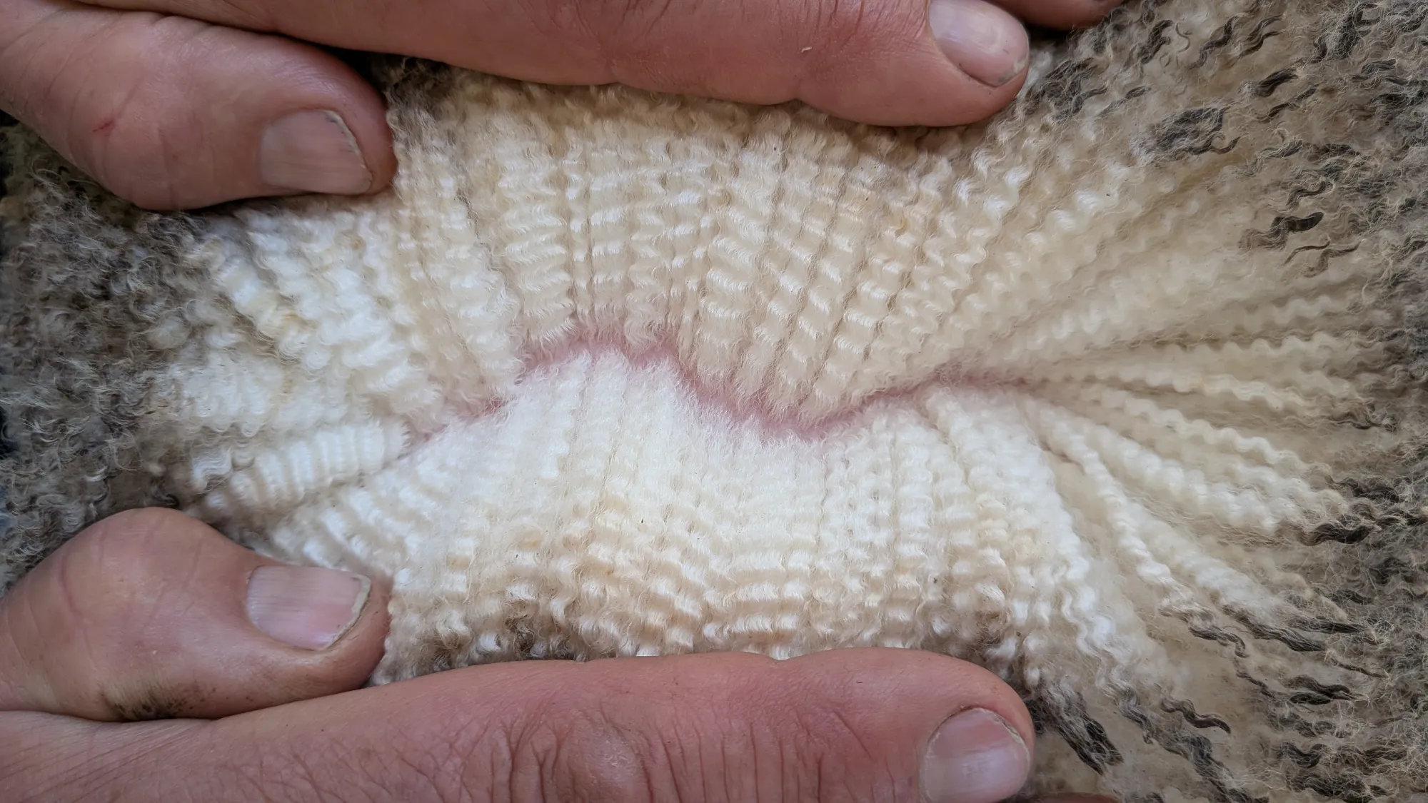 Mumblebone Lot 70, 2026 Ram Sale Merino ram