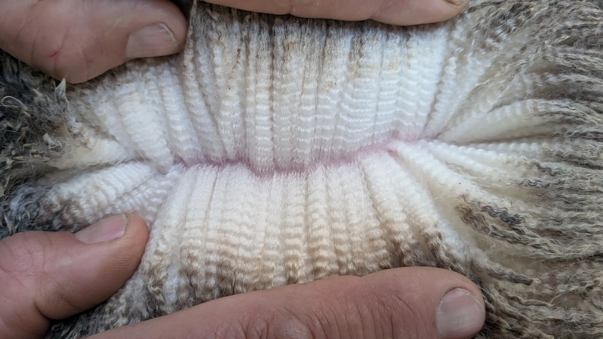 Mumblebone Lot 150, 2026 Ram Sale Merino ram