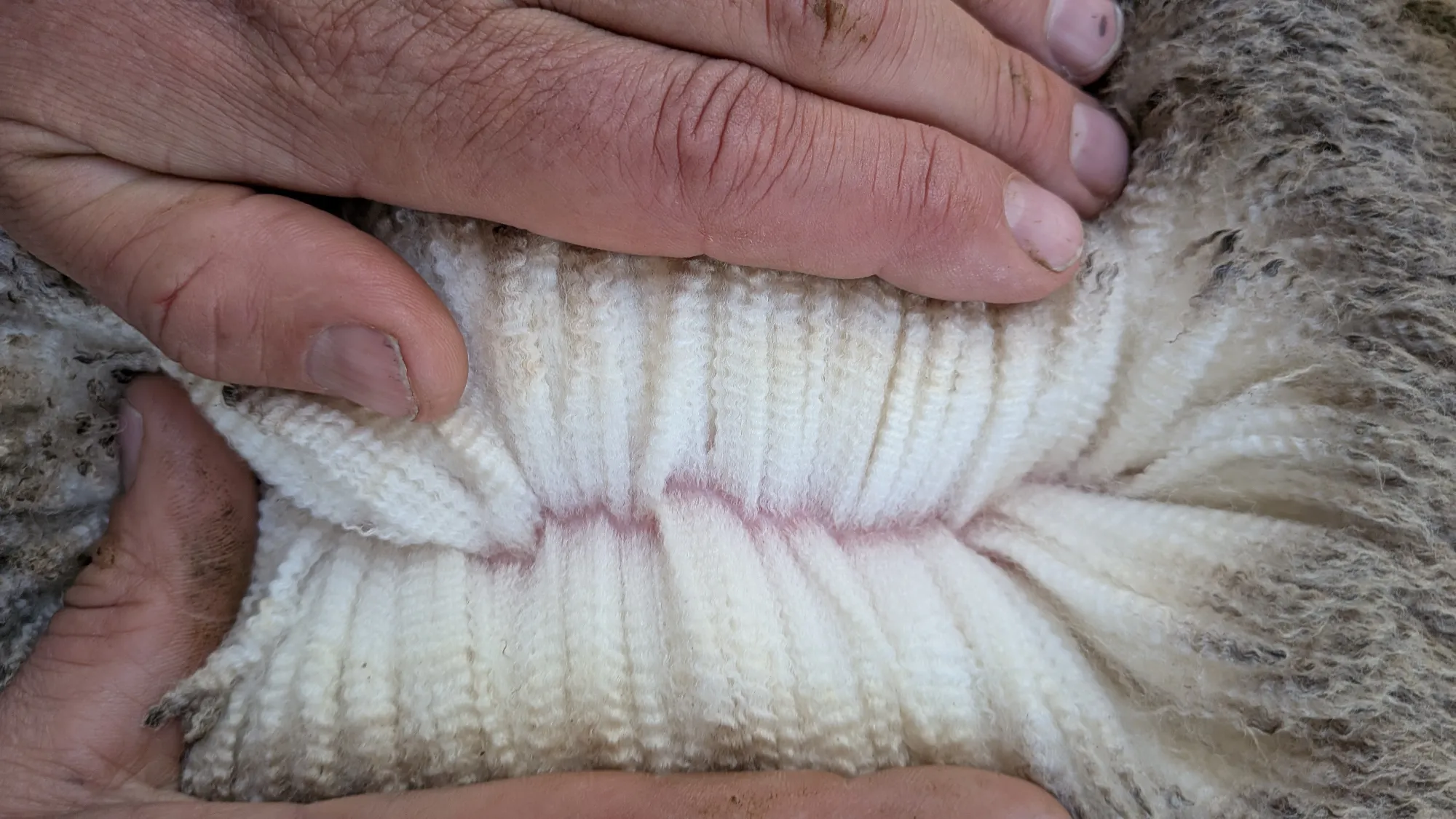 Mumblebone Lot 331, 2026 Ram Sale Merino ram