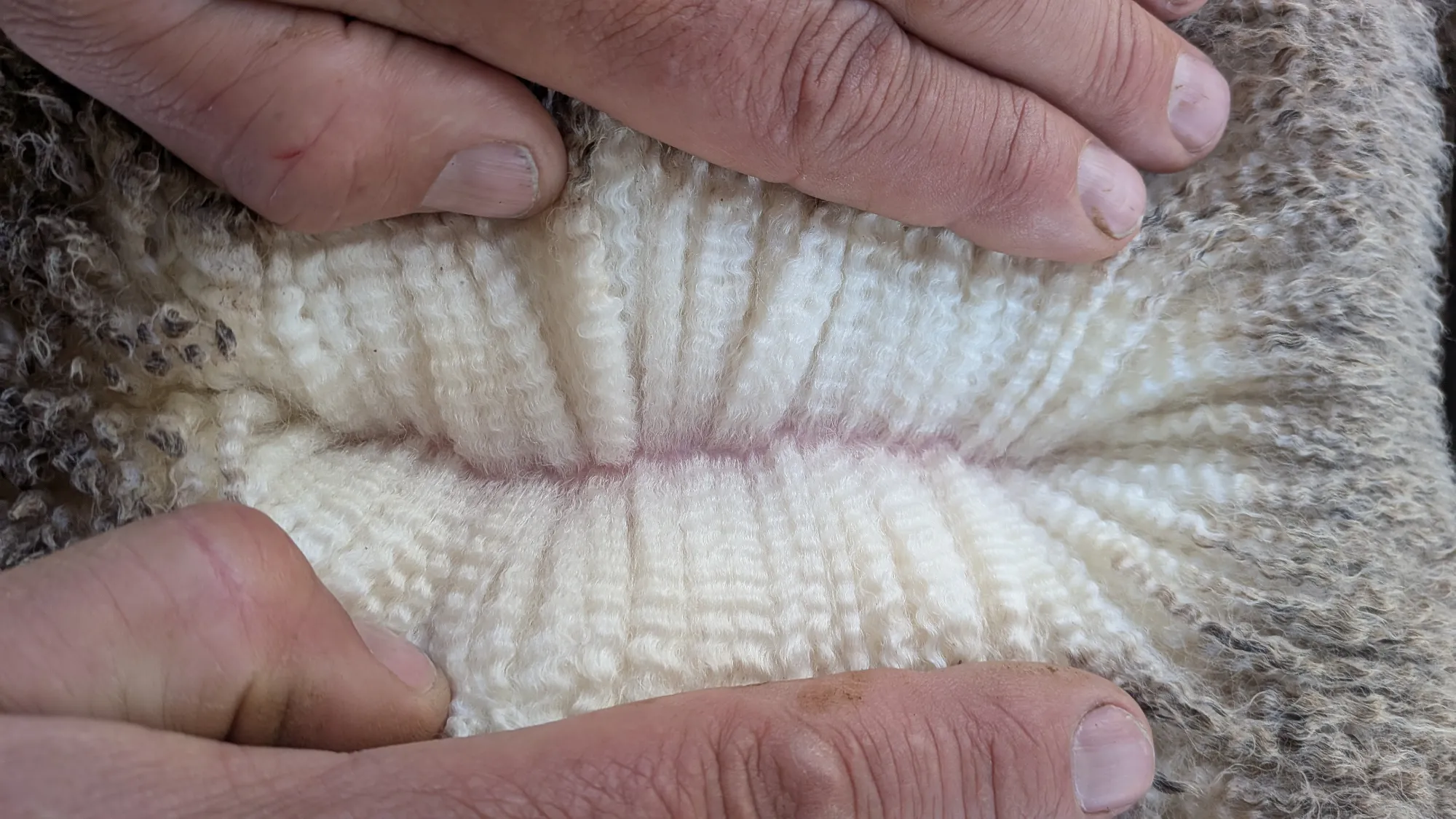 Mumblebone Lot 302, 2026 Ram Sale Merino ram