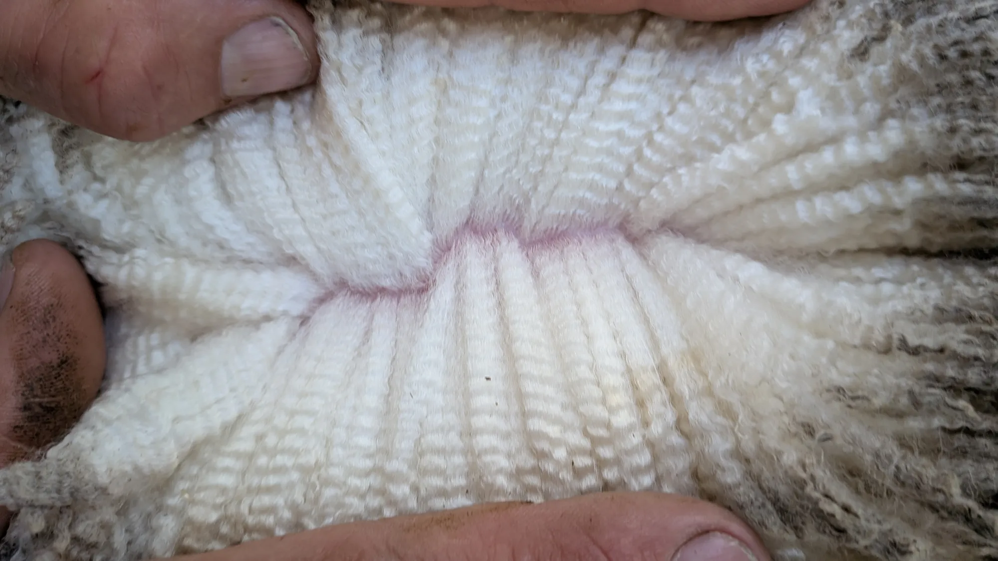 Mumblebone Lot 282, 2026 Ram Sale Merino ram